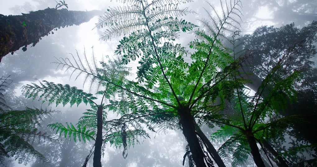 Misty mountain forest of Mount Kinabalu are a popular inclusion on many Malaysia tours. Misty mountain forest of Mount Kinabalu are a popular inclusion on many Malaysia tours.