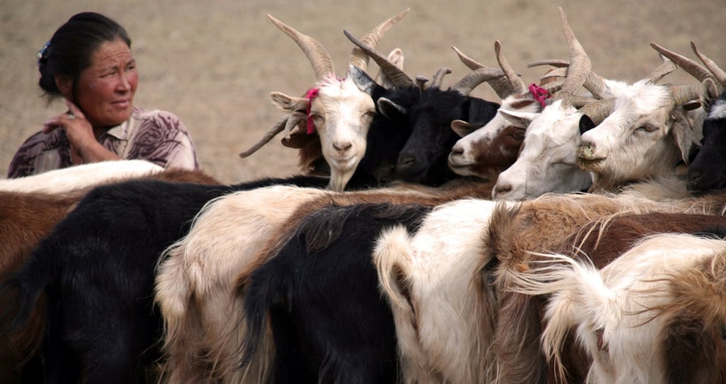 A nomadic woman milking her goats