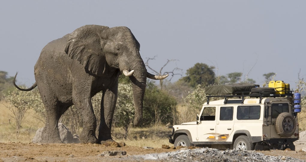 On a game drive in Botswana - always a great wildlife experience when on your Selinda Reserve safaris. On a game drive in Botswana - always a great wildlife experience when on your Selinda Reserve safaris.