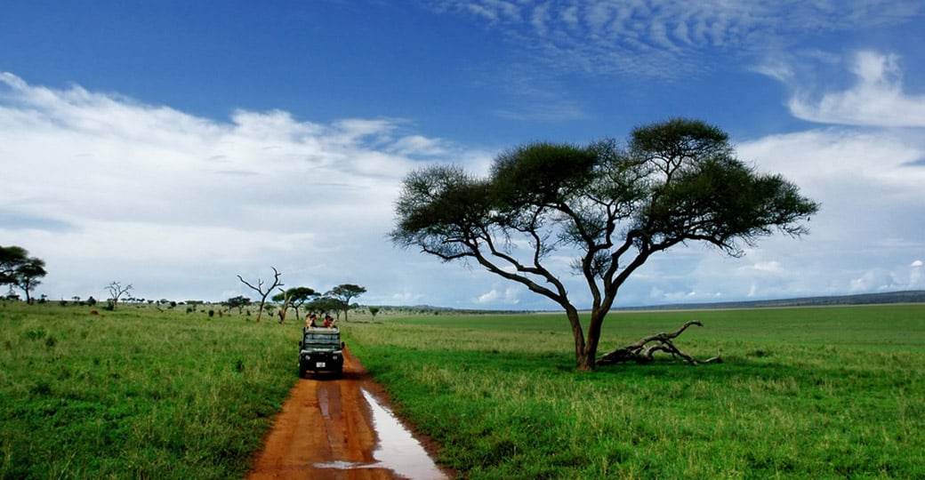 Looking for game on a Tarangire National Park safari. Looking for game on a Tarangire National Park safari.