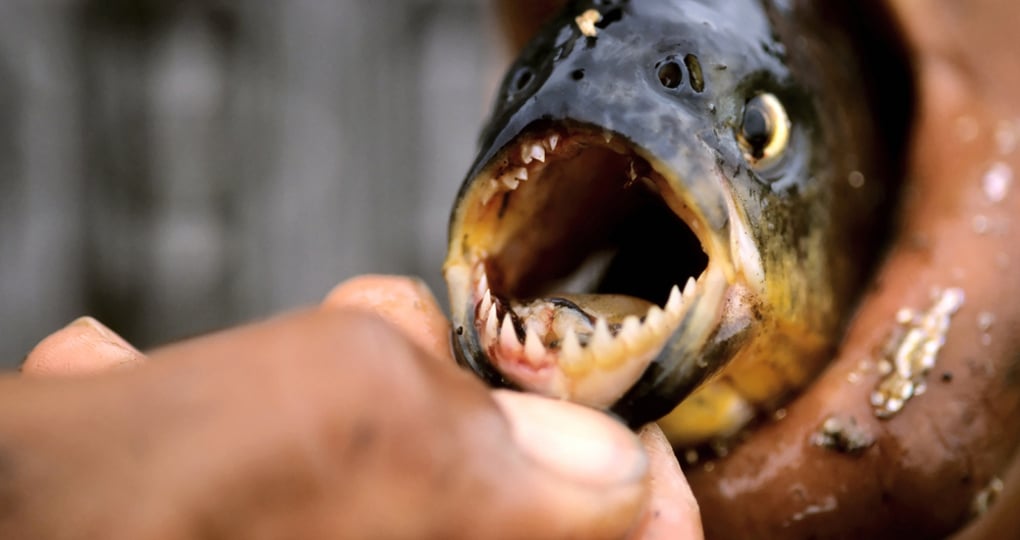 Piranha