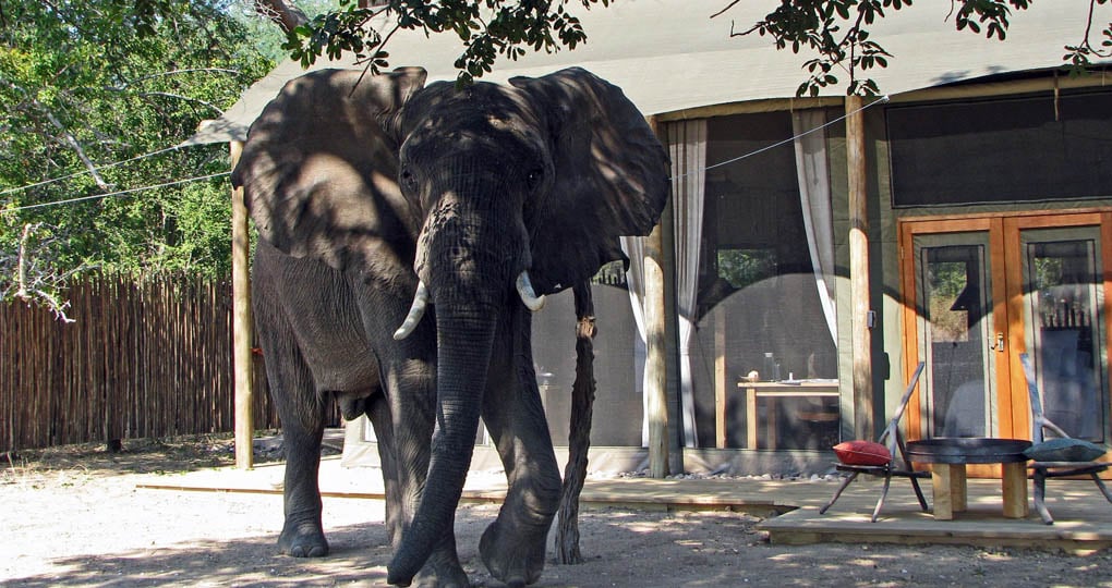 An elephant checking out the camp