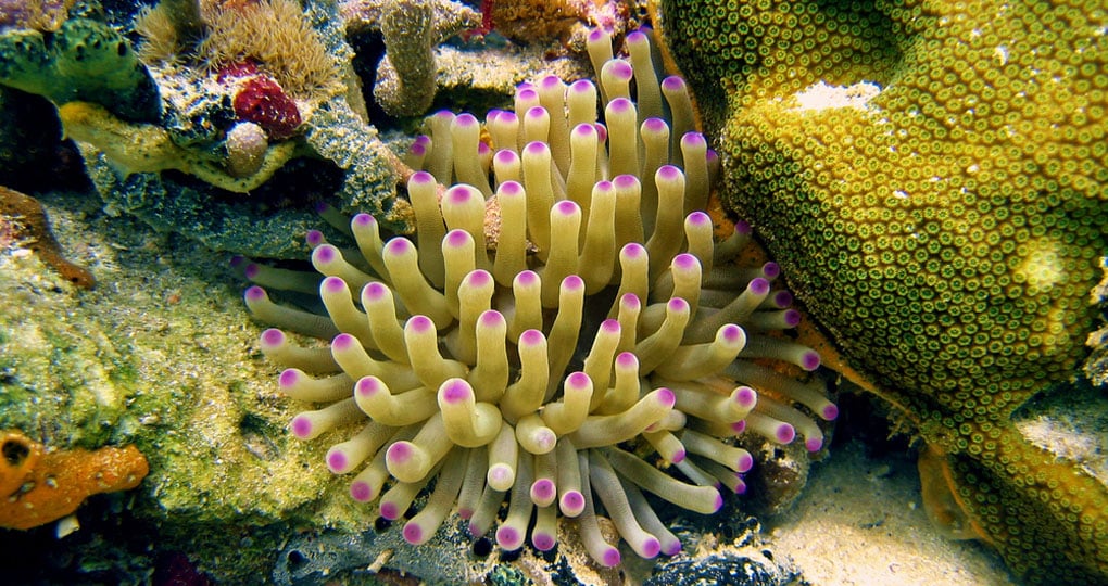 Bocas del Toro Tours