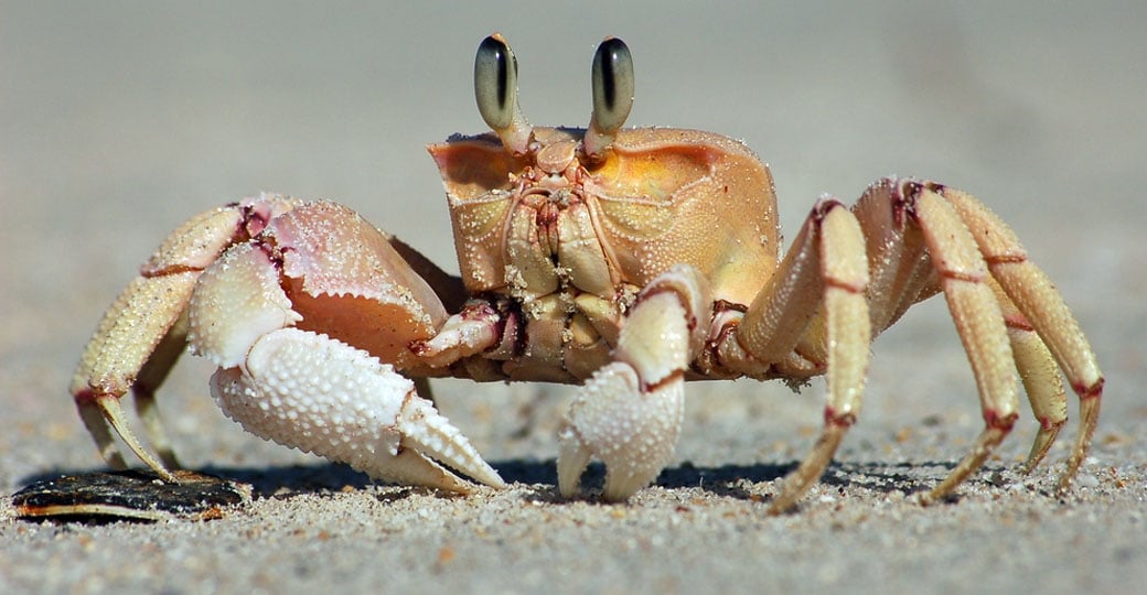 A sea crab on Zanzibar Island A sea crab on Zanzibar Island