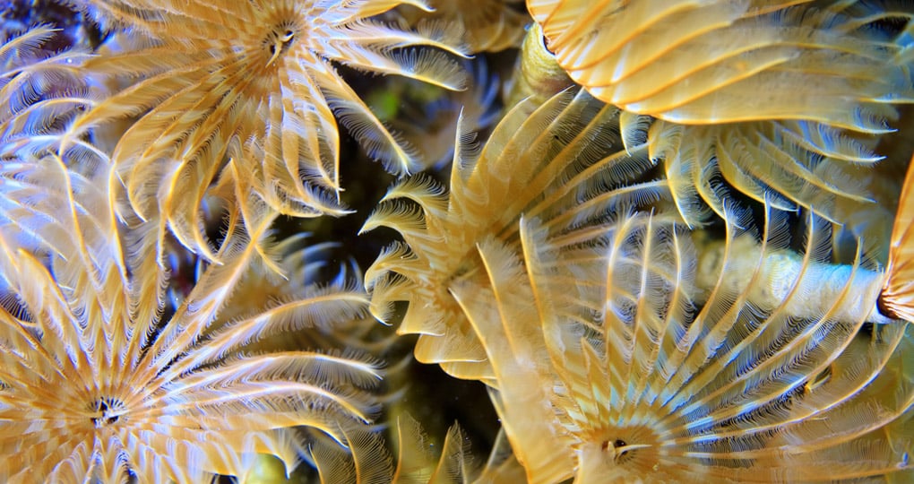 Social Feather-Duster Worms Social Feather-Duster Worms