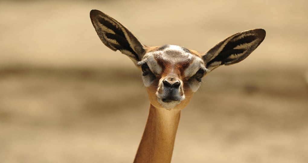 A Gerenuk, also known as the Waller's gazelle, is a great photo opportunity while on your Kenyan safari.