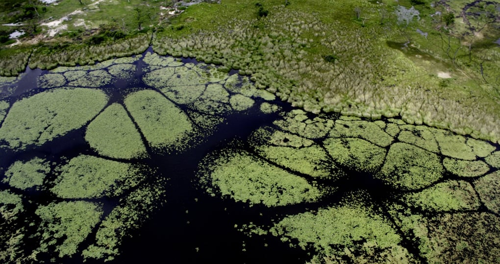 Seeing the delta from the air is a great photo opportunity on your Okavango Delta safari Seeing the delta from the air is a great photo opportunity on your Okavango Delta safari