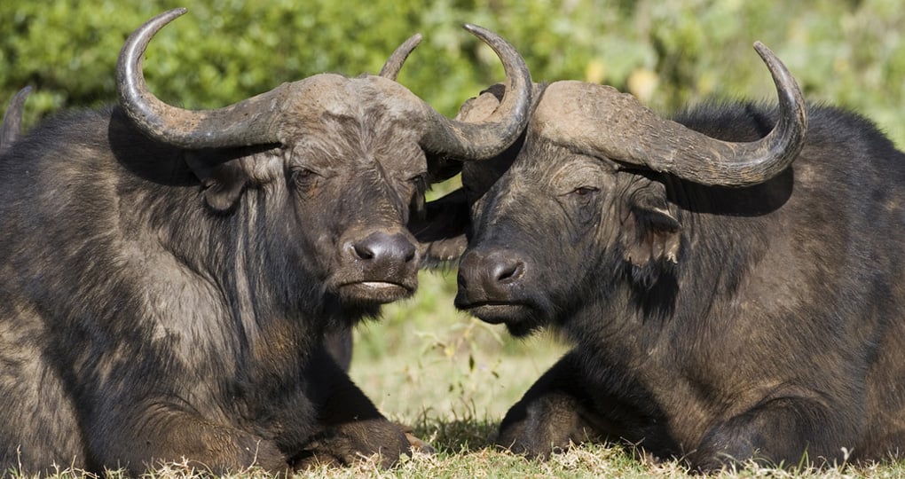 African Buffaloes African Buffaloes