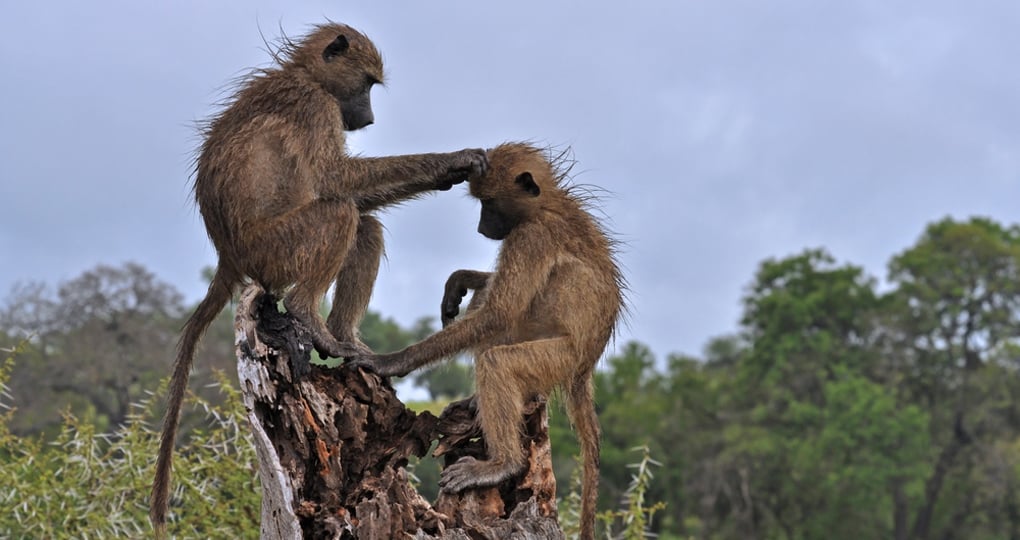 Chacma baboons Chacma baboons