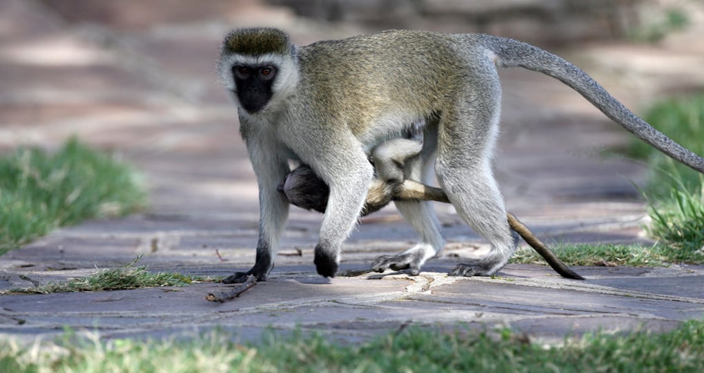 Vervet monkey and baby Vervet monkey and baby