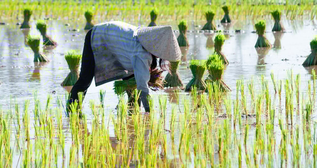 Growing rice in the Delta Growing rice in the Delta