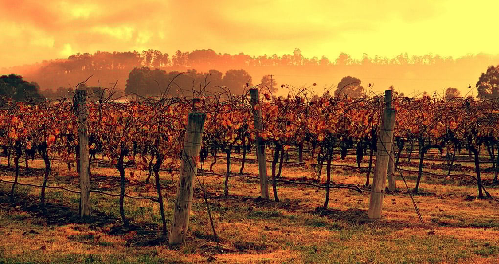 The Hunter Valley is Australia's premier wine growing district and is a great inclusion for your Australia vacation. The Hunter Valley is Australia's premier wine growing district and is a great inclusion for your Australia vacation.