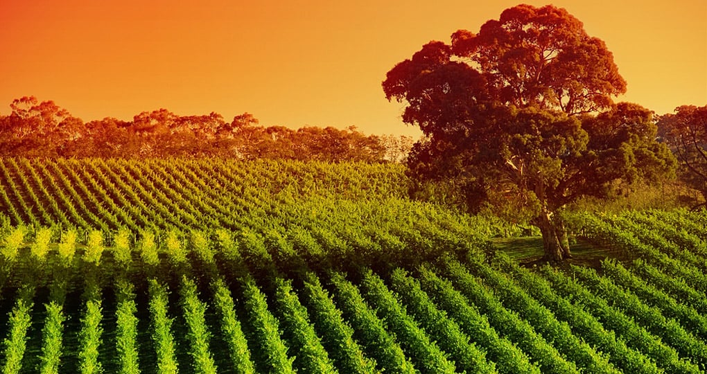 The Barossa Valley is one of Australia's oldest wine regions and would be a highlight of your Australia vacation. The Barossa Valley is one of Australia's oldest wine regions and would be a highlight of your Australia vacation.