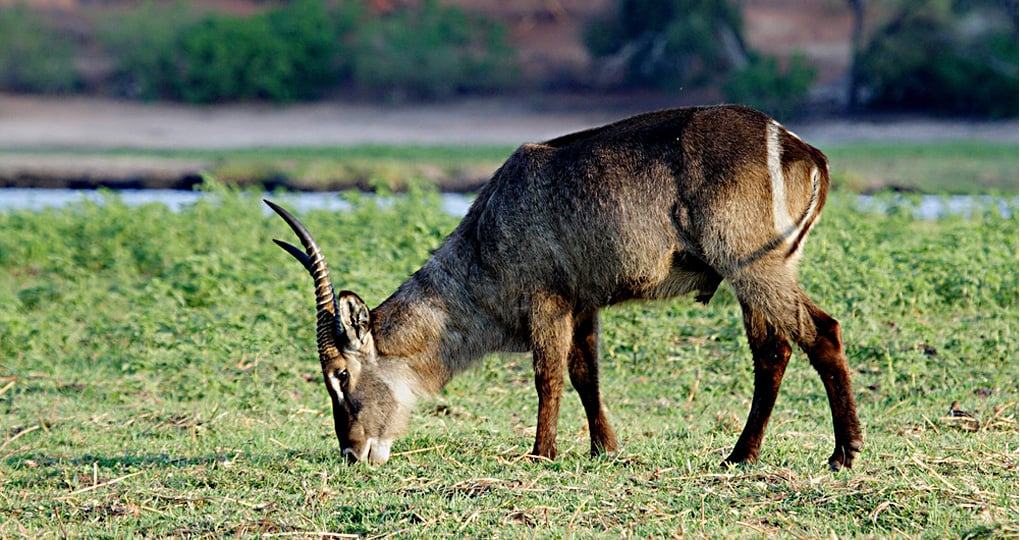 Waterbuck