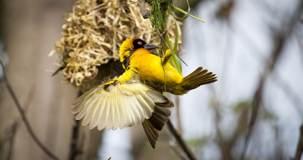Weaver bird building a nest is a photo opportunity during a Lake Mburo National Park Safaris. Weaver bird building a nest is a photo opportunity during a Lake Mburo National Park Safaris.