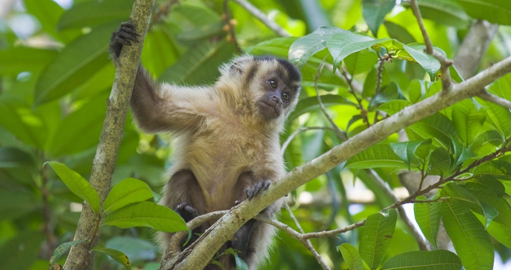 Capuchin monkey Capuchin monkey