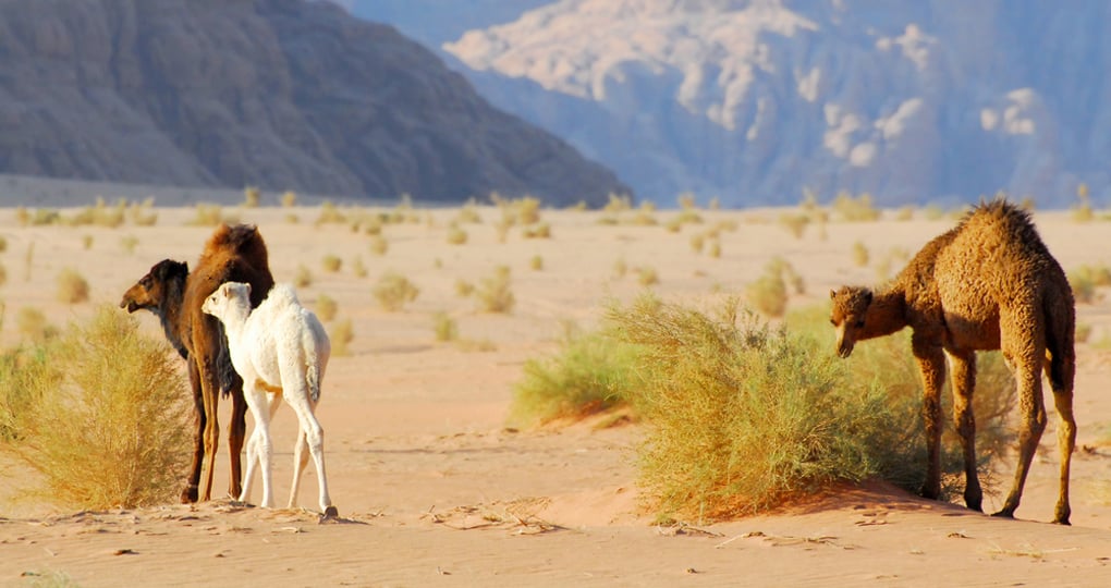 Wild herd of camels with white baby camel