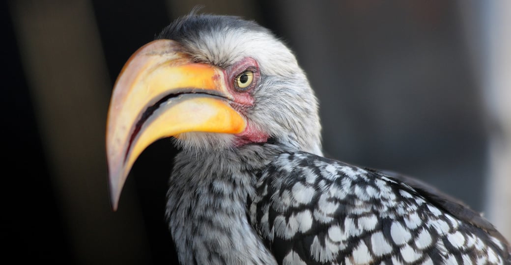 The Yellow-billed Hornbill is always a great photo subject on Zimbabwe vacations.