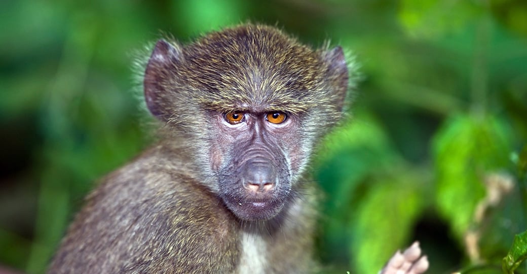 A young baboon in the forest near Lake Manara National Park is a great photo opportunity while on your Tanzania safari. A young baboon in the forest near Lake Manara National Park is a great photo opportunity while on your Tanzania safari.