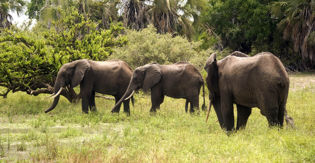 Young elephant bulls as seen on your Selous Game Reserve safari Young elephant bulls as seen on your Selous Game Reserve safari