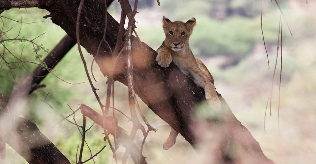 A young lion relaxing up in a tree makes for a great photo opportunity while on your Lake Manyara safari. A young lion relaxing up in a tree makes for a great photo opportunity while on your Lake Manyara safari.