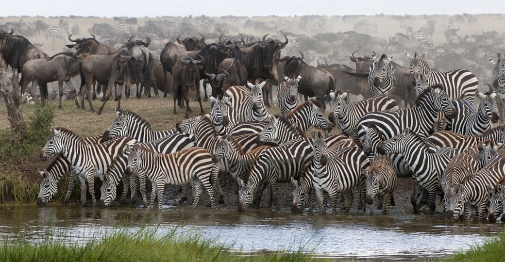 Zebras drinking in at a water hole in Serengeti National Park Zebras drinking in at a water hole in Serengeti National Park