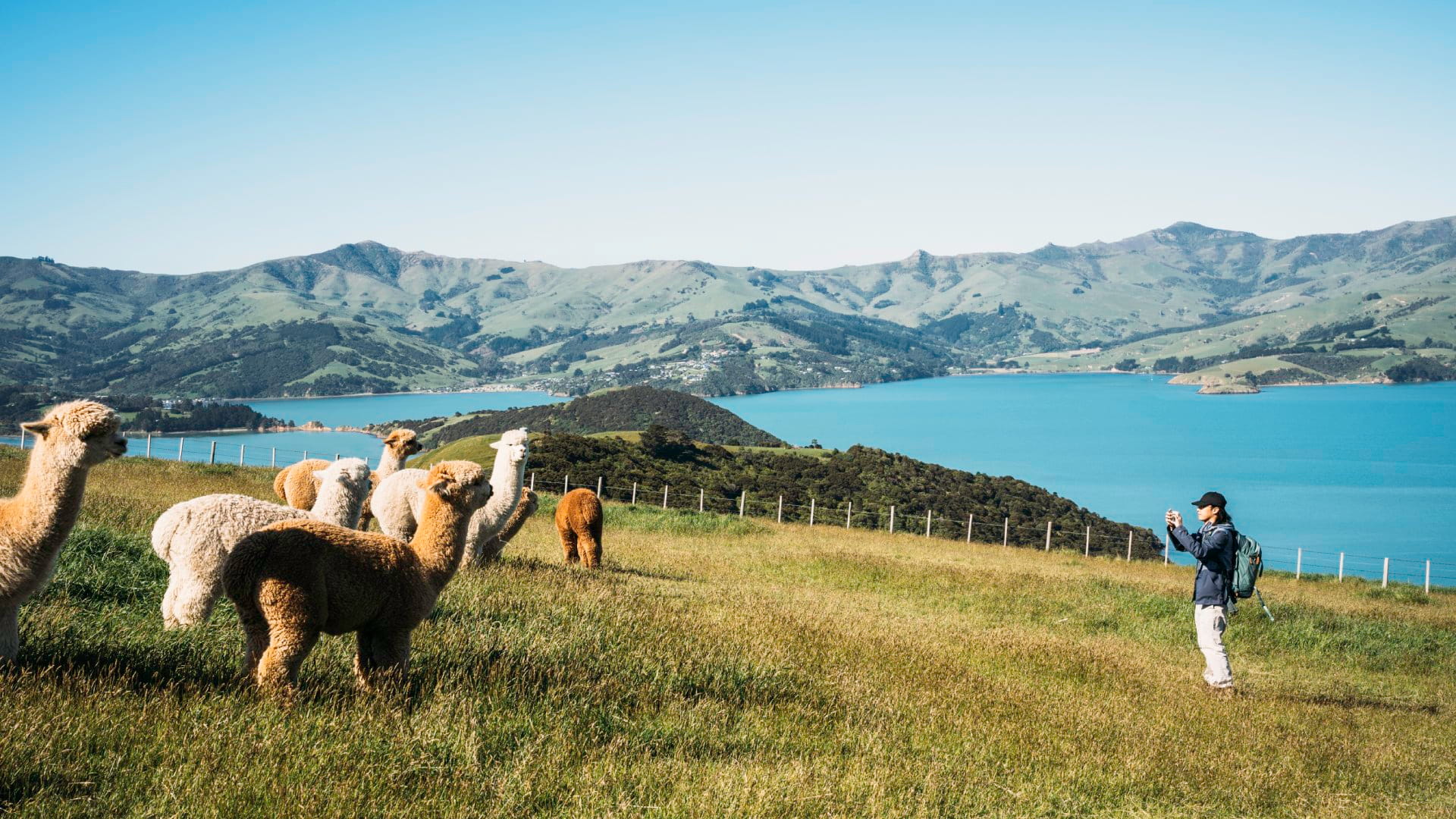 A person takes a photo of several llamas in a grassy field with a lake and hills in the background on a clear day.