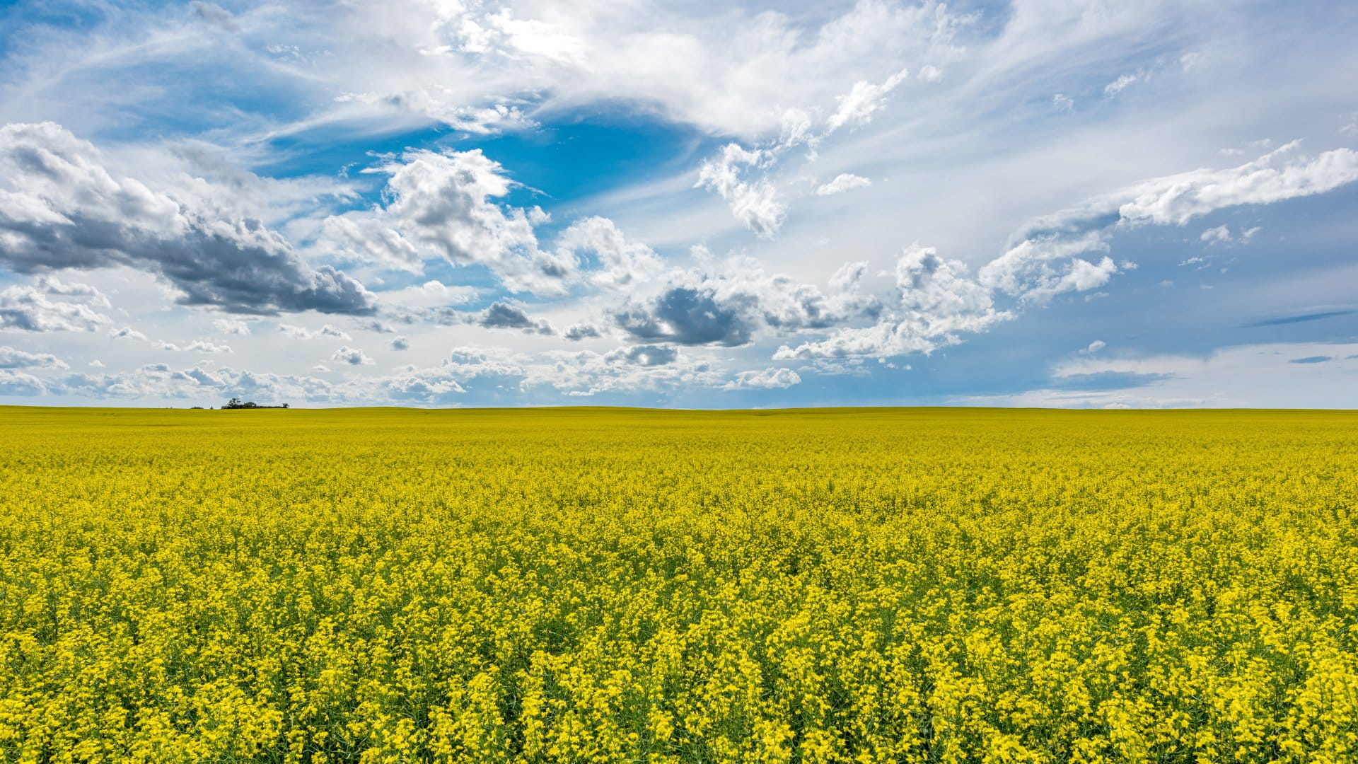 A wide open, blue prairie sky over a canola field in bloom in Saskatchewan, Canada