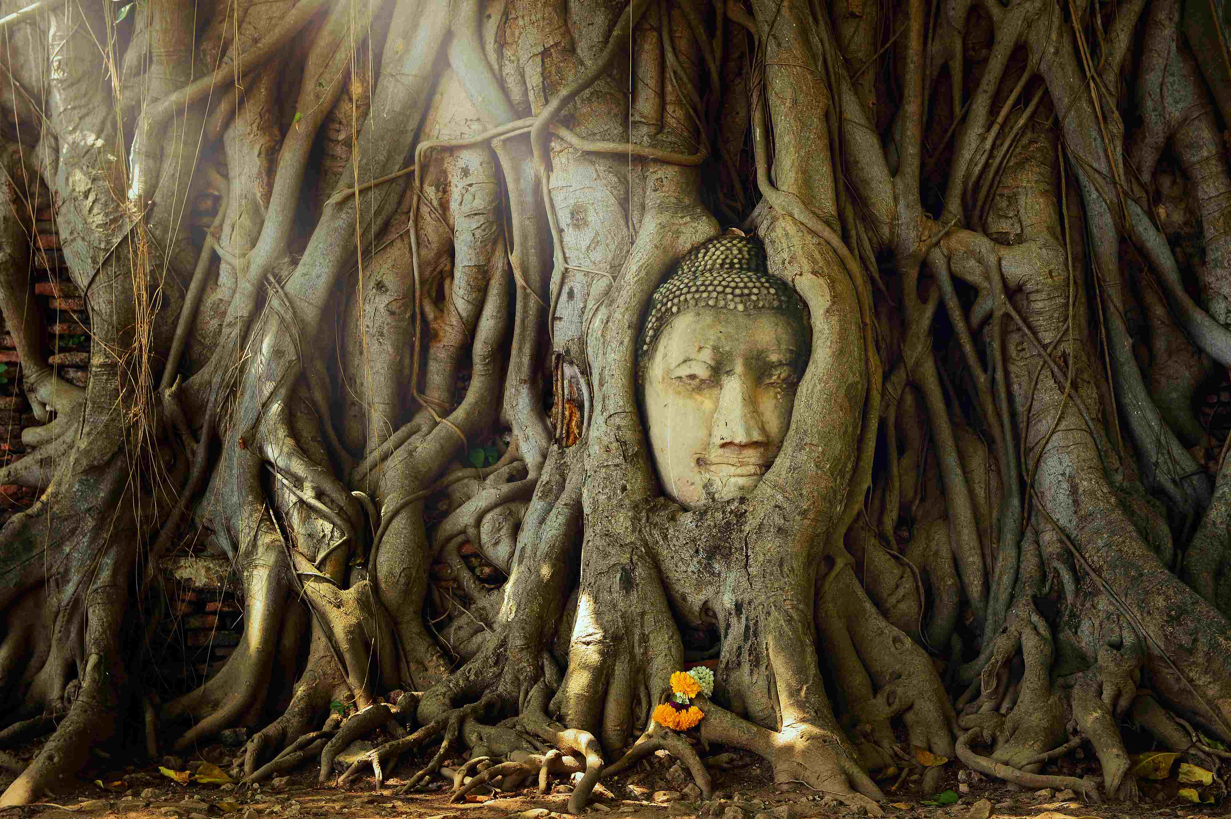Sand stone buddha head in tree roots at Mahathat Temple, Ayutthaya, Thailand