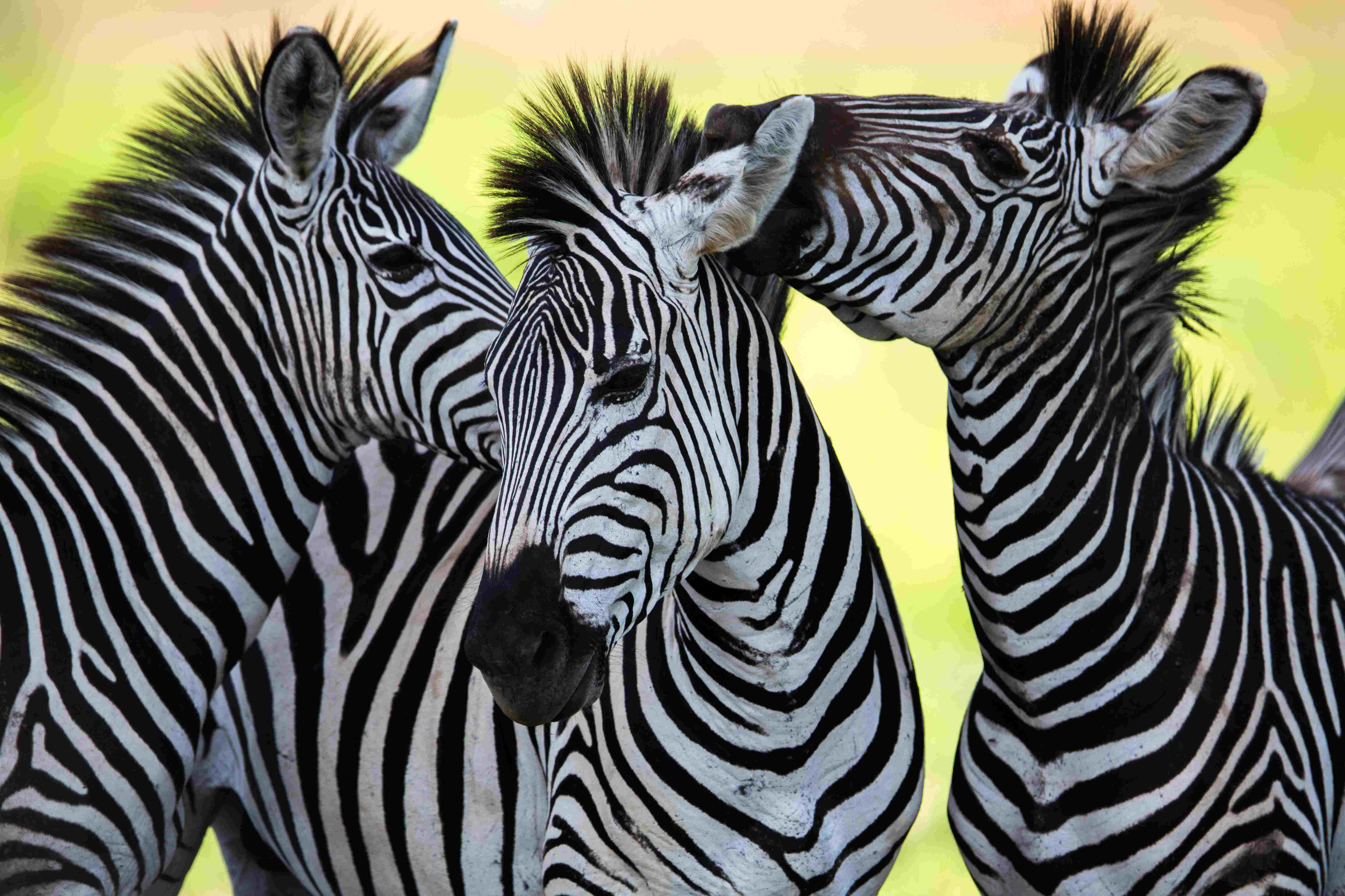 Three separates upclose in Tanzania