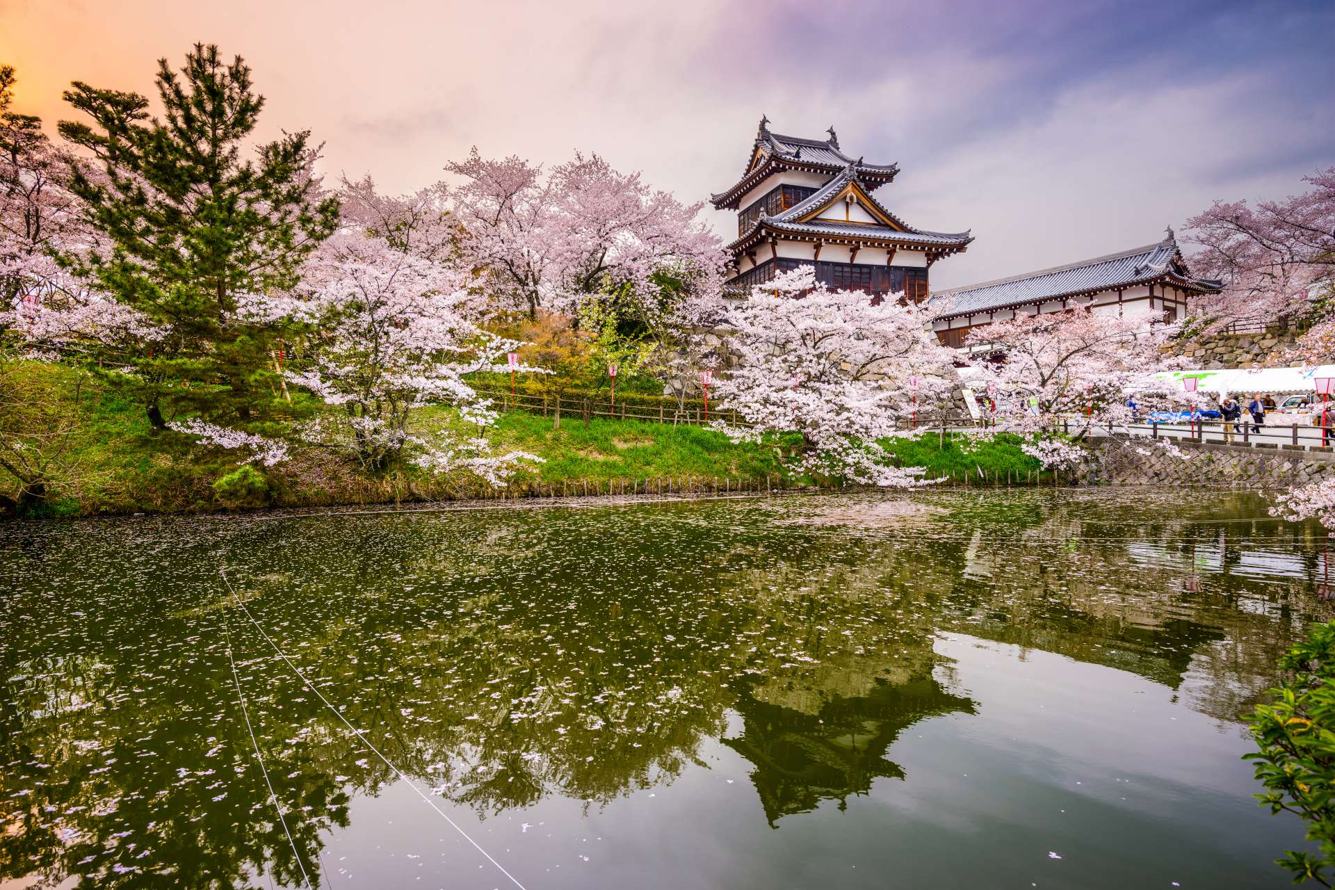 Koriyama Castle during the Spring with pink Cherry Blossom flowers