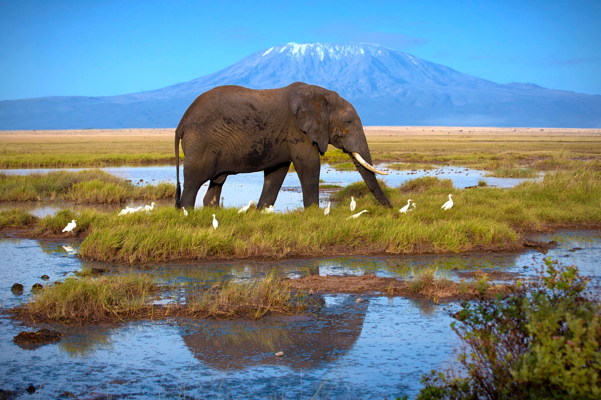 Amboseli Amboseli