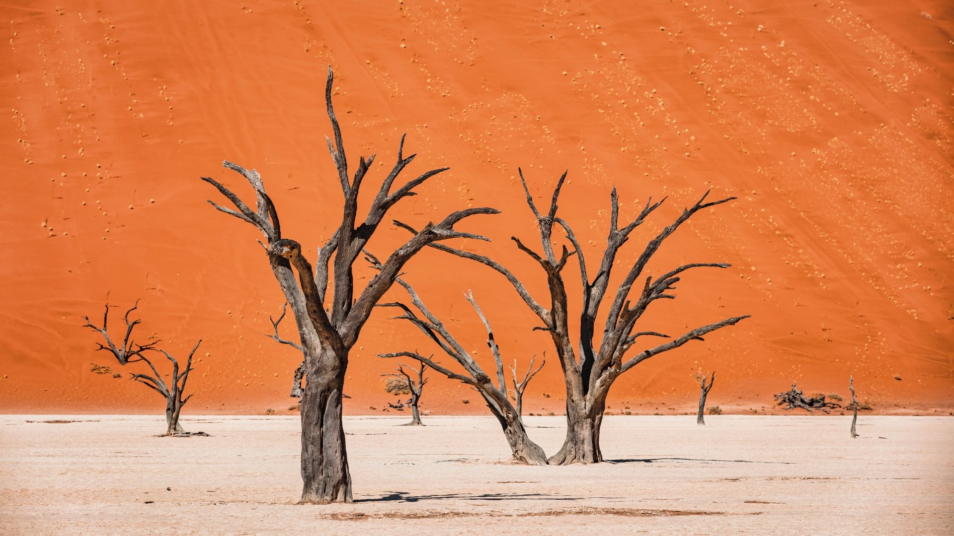 Black Dead Camelthorn Trees in dry Desert Salt Basin Landscape in front of huge orange desert sand dune