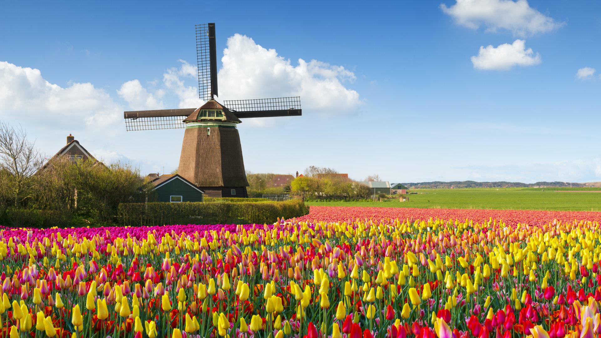 Dutch Spring scene with a windmill and colourful tulip fields under a nicely clouded sky