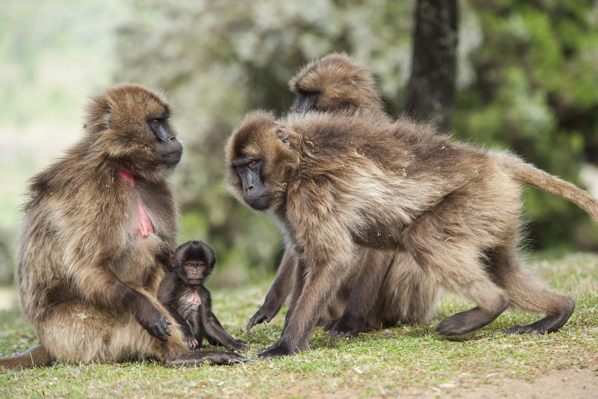 Geladas baboons in the Simien Mountains in Ethiopia