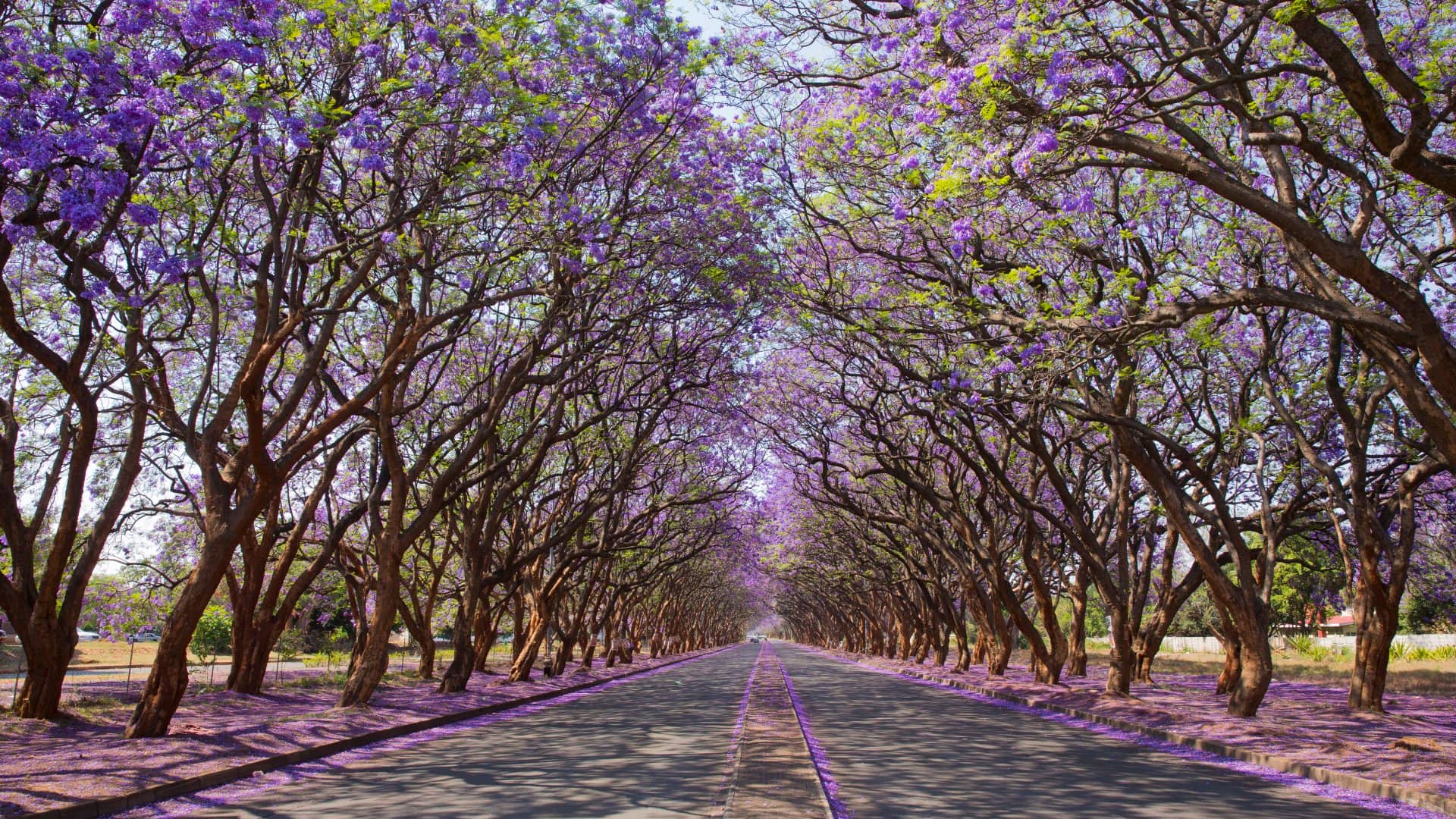 Jacaranda trees (Jacaranda mimosifolia), lining Milton Avenue