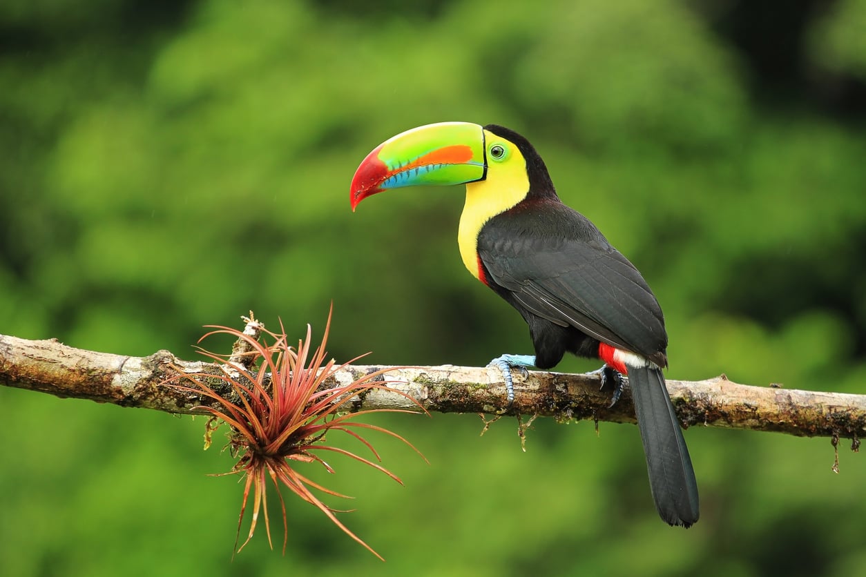 Keel-billed toucan