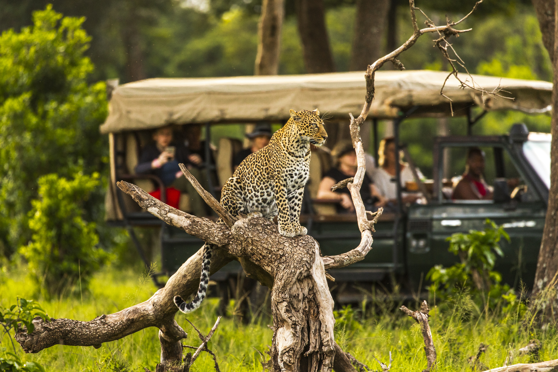 Leopard, Masai Mara