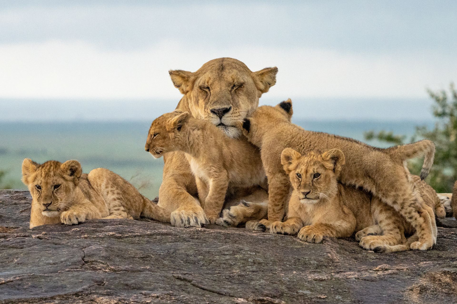 Lion Pride, Masai Mara National Park, Kenya
