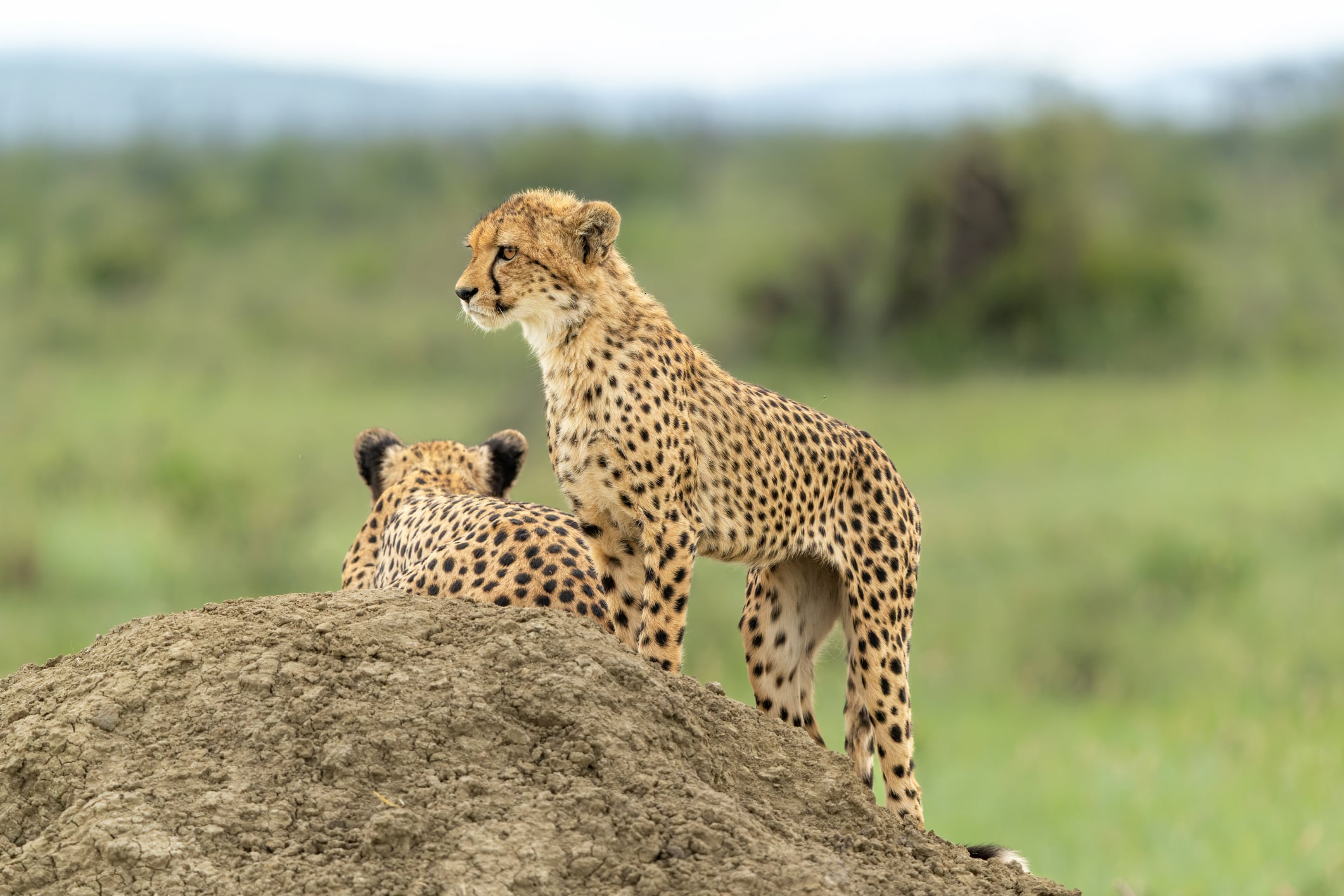 Madikwe Game Reserve