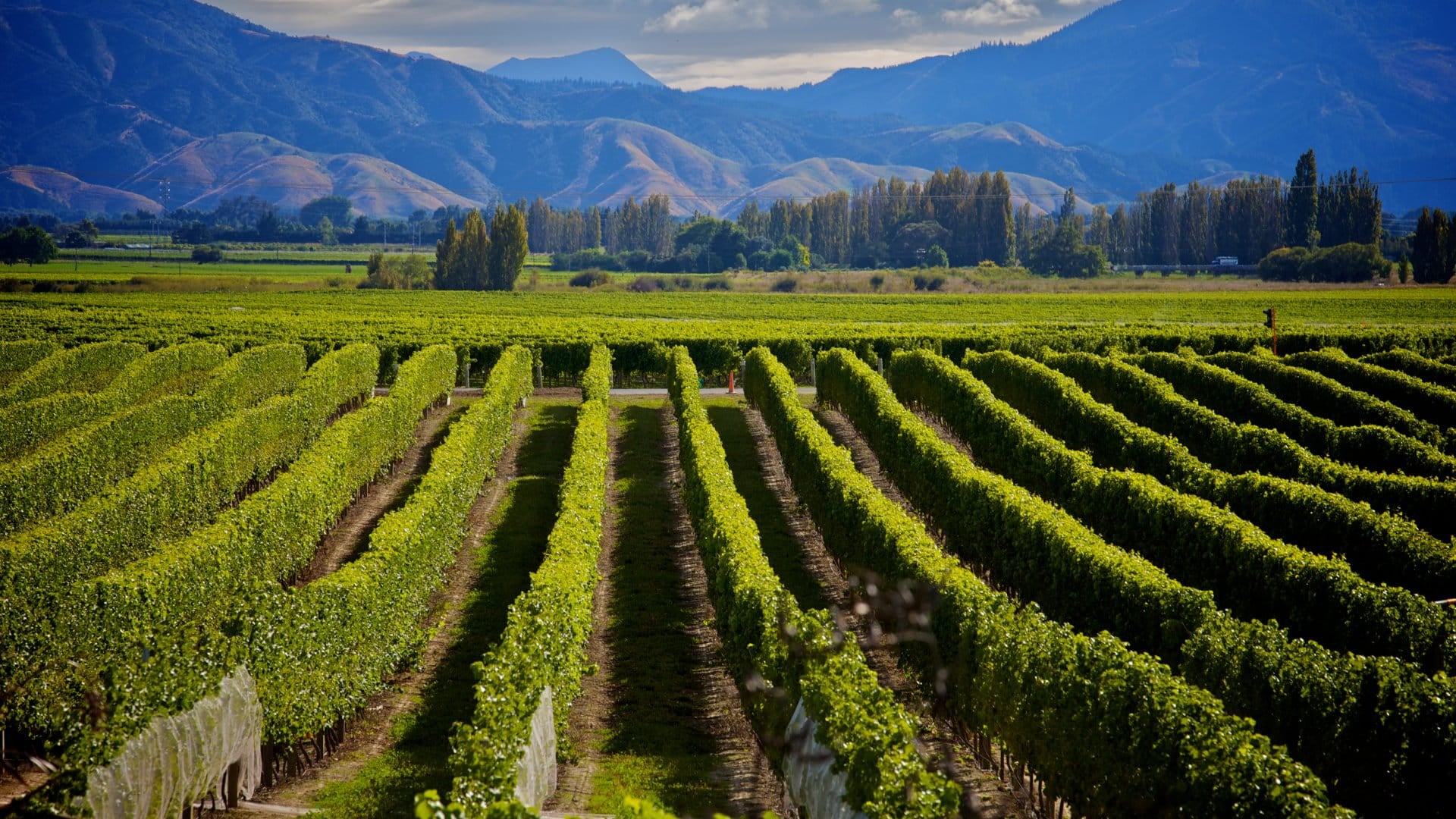 Marlborough Wine Crop in New Zealand