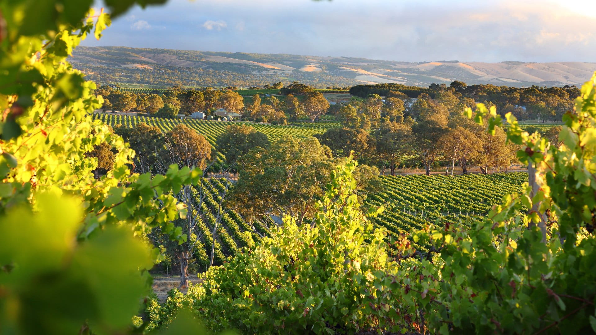 McLaren Vale in South Australia is a wine region beautiful vineyards