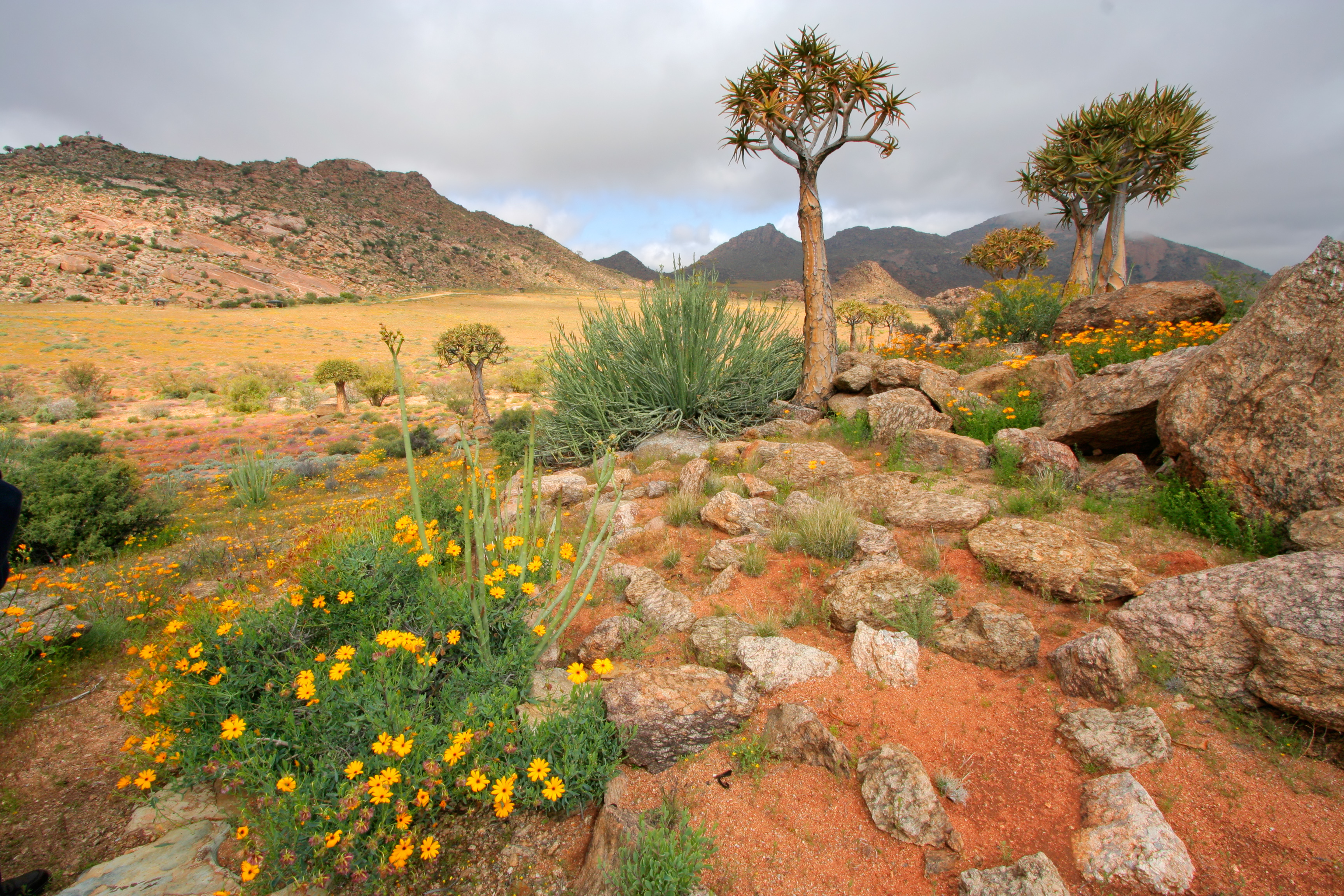 Namaqualand
