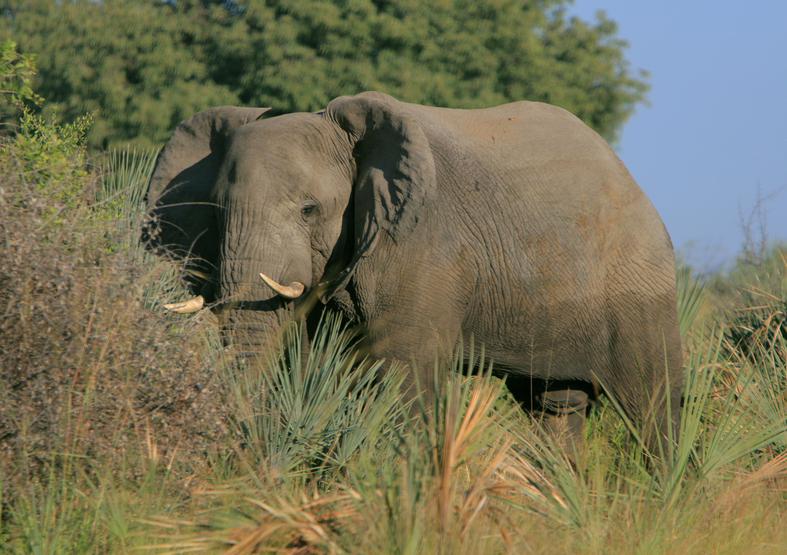 Okavango Delta