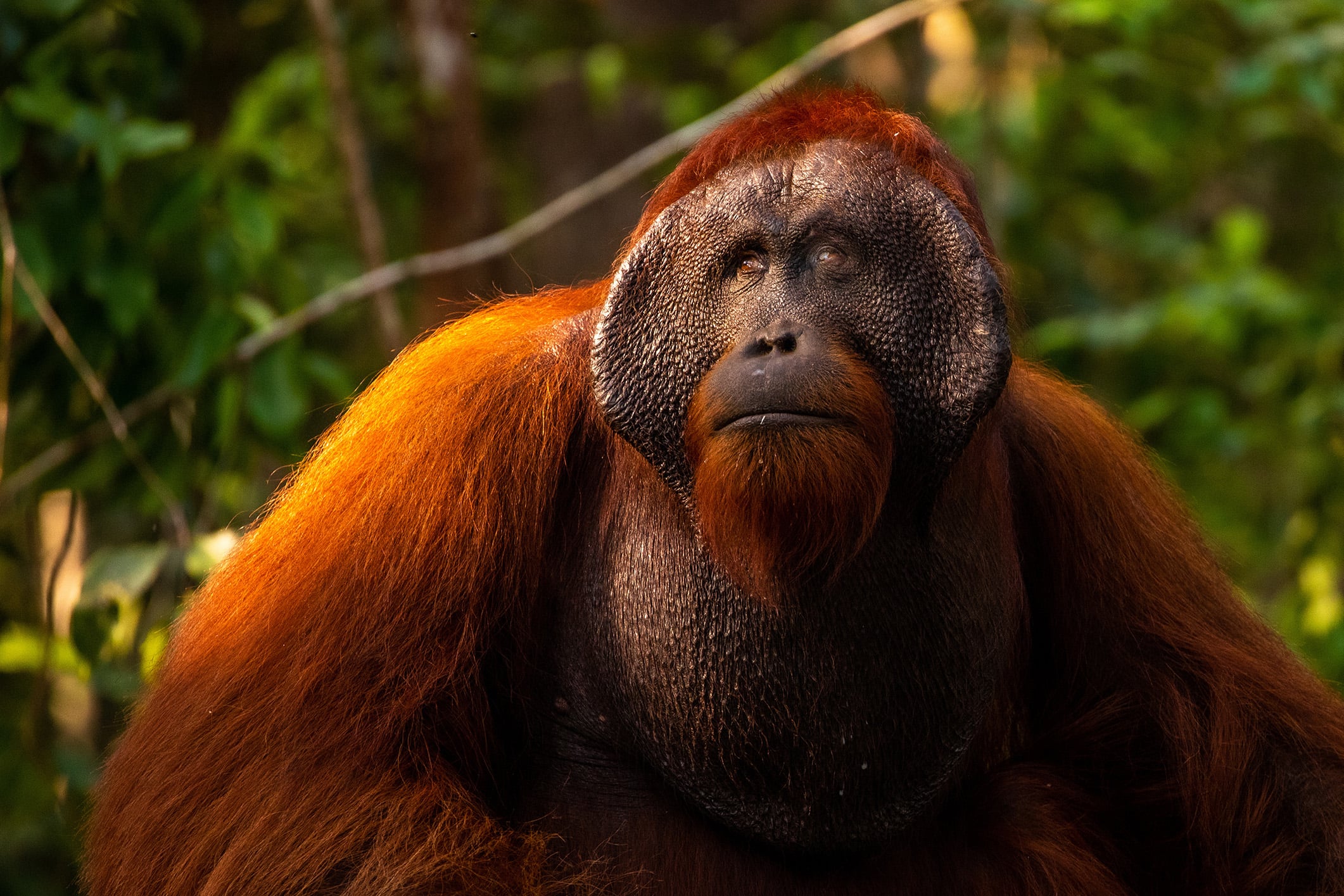 Alpha Male Orangutan