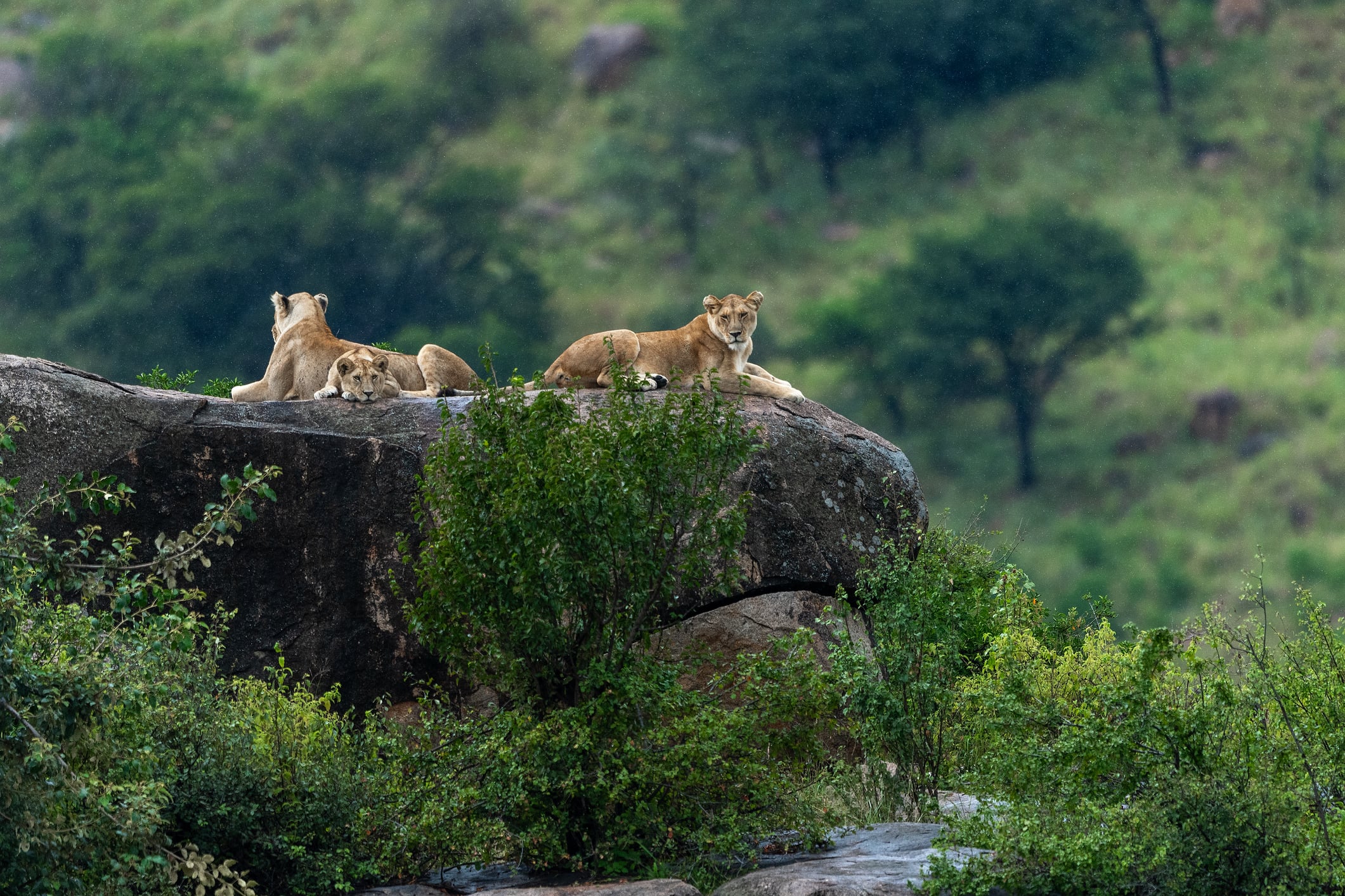 Serengeti National Park