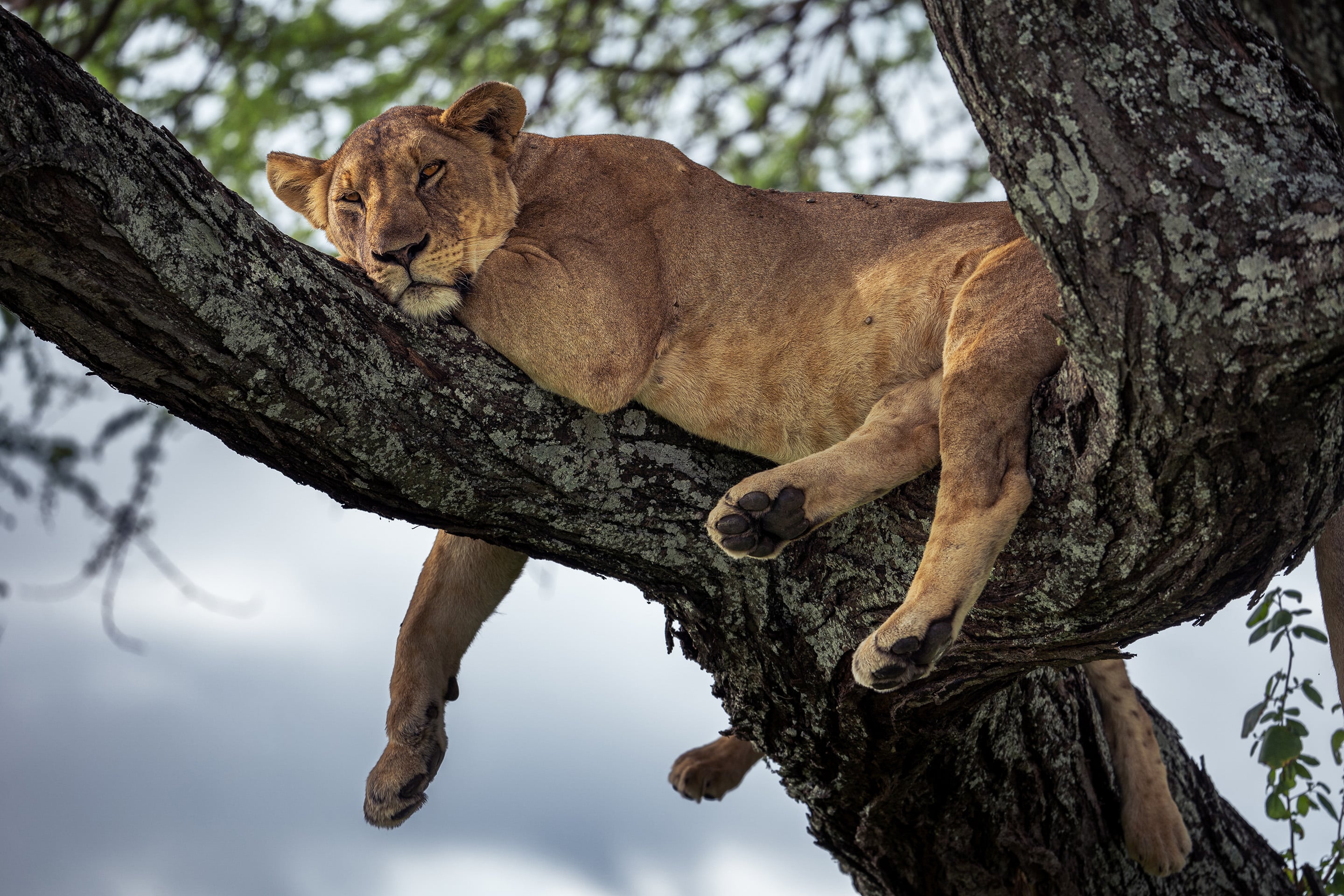 Tarangire National Park