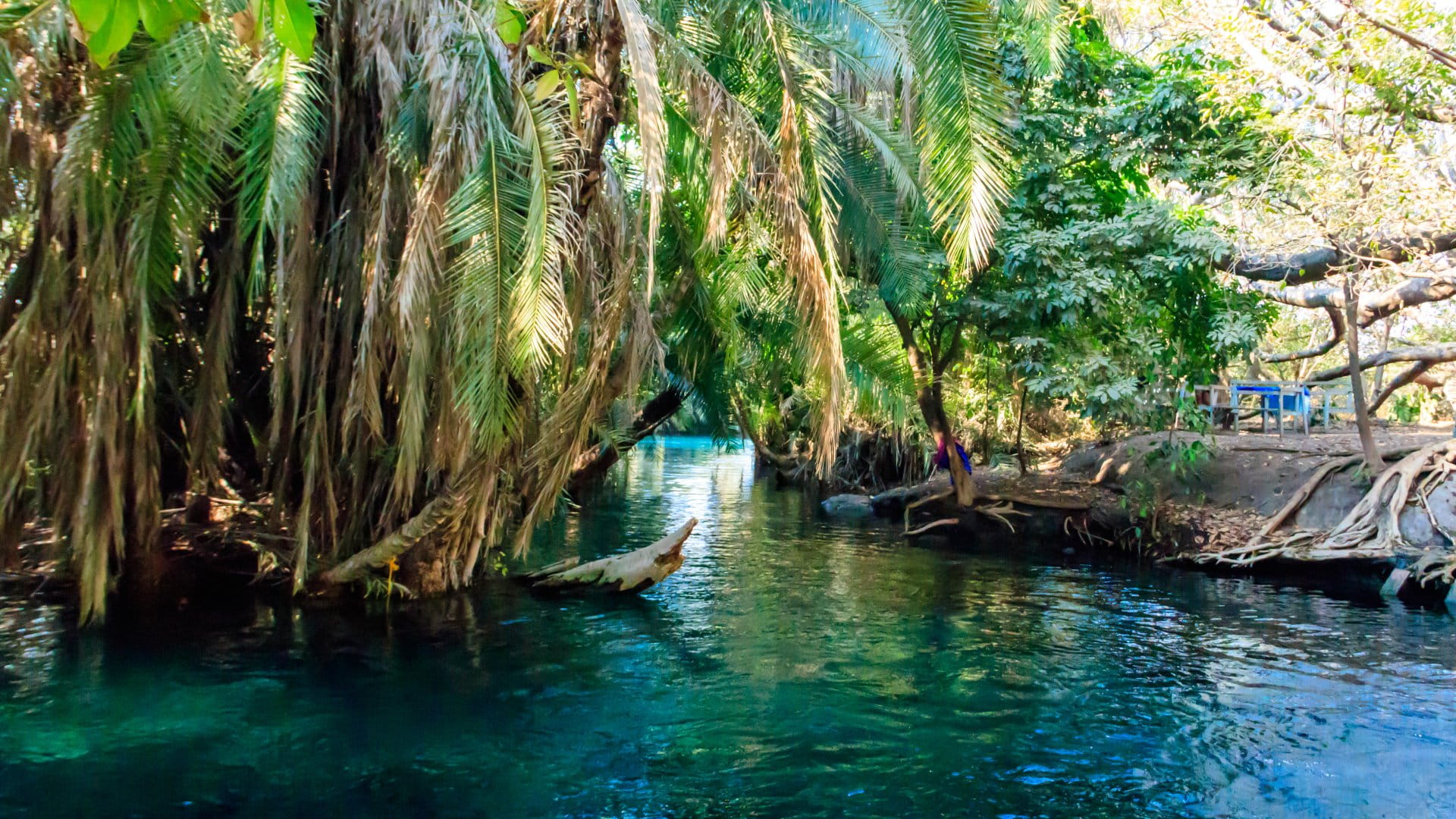The Lush jungle and fresh waters of the Kikuletwa hot springs