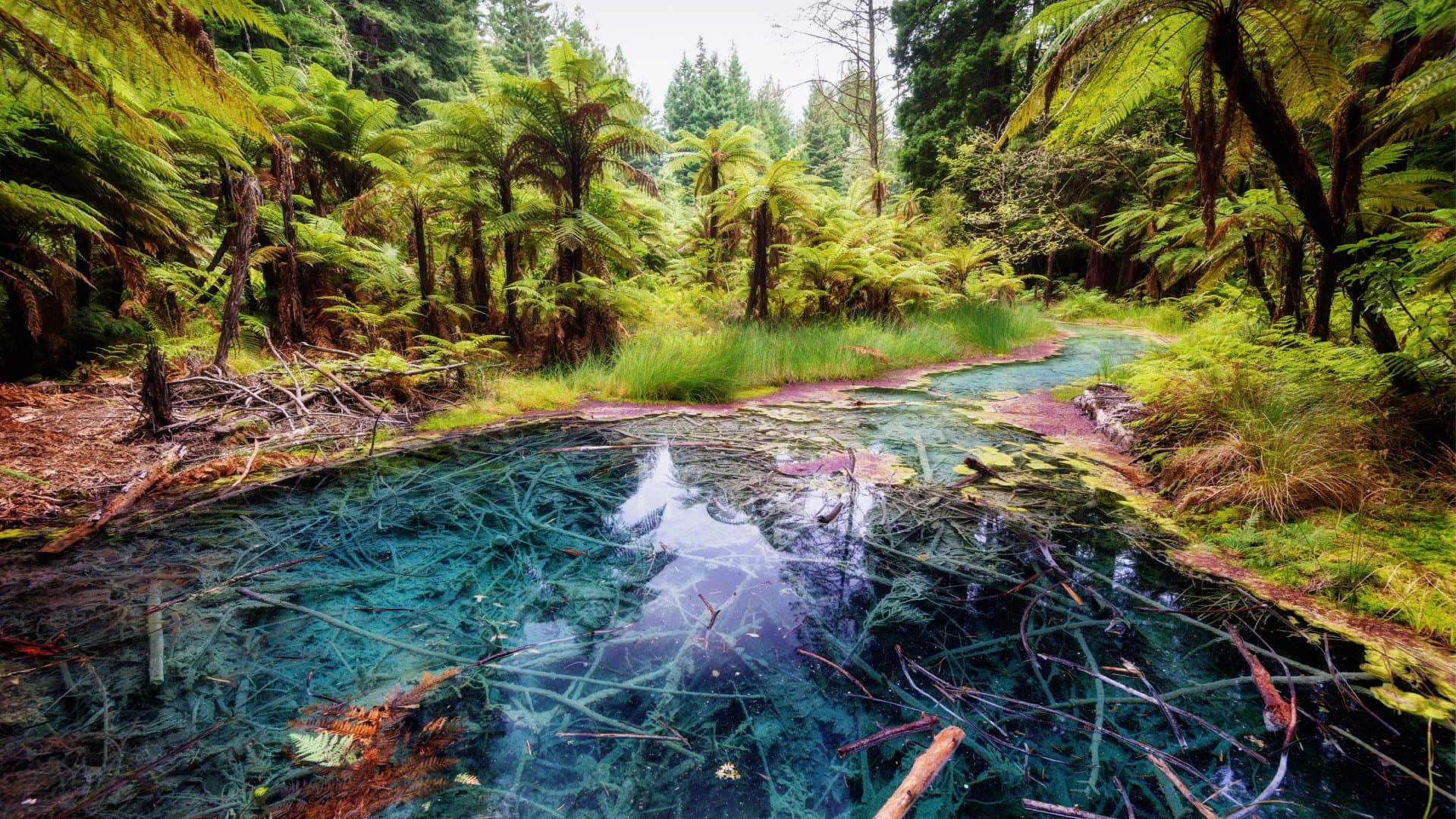 The Redwoods Whakarewarewa Reflection Pool Forest Rotorua