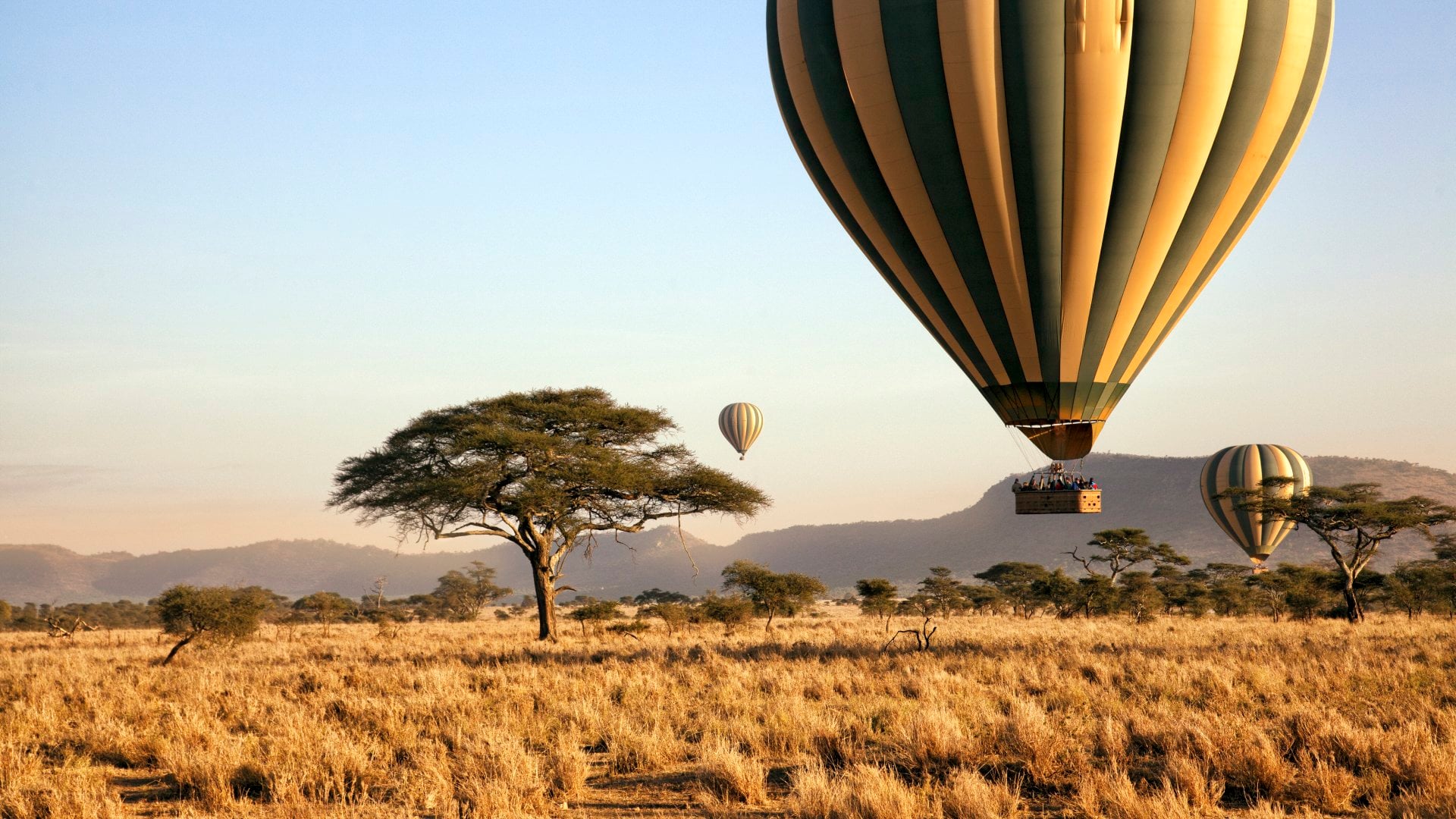 Three hot air balloons drift over the plains of The Serengeti National Park at dawn.